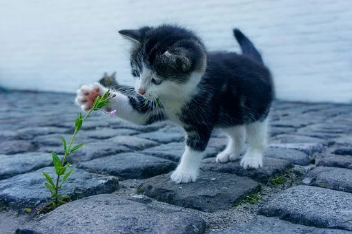 子猫と植物の画像