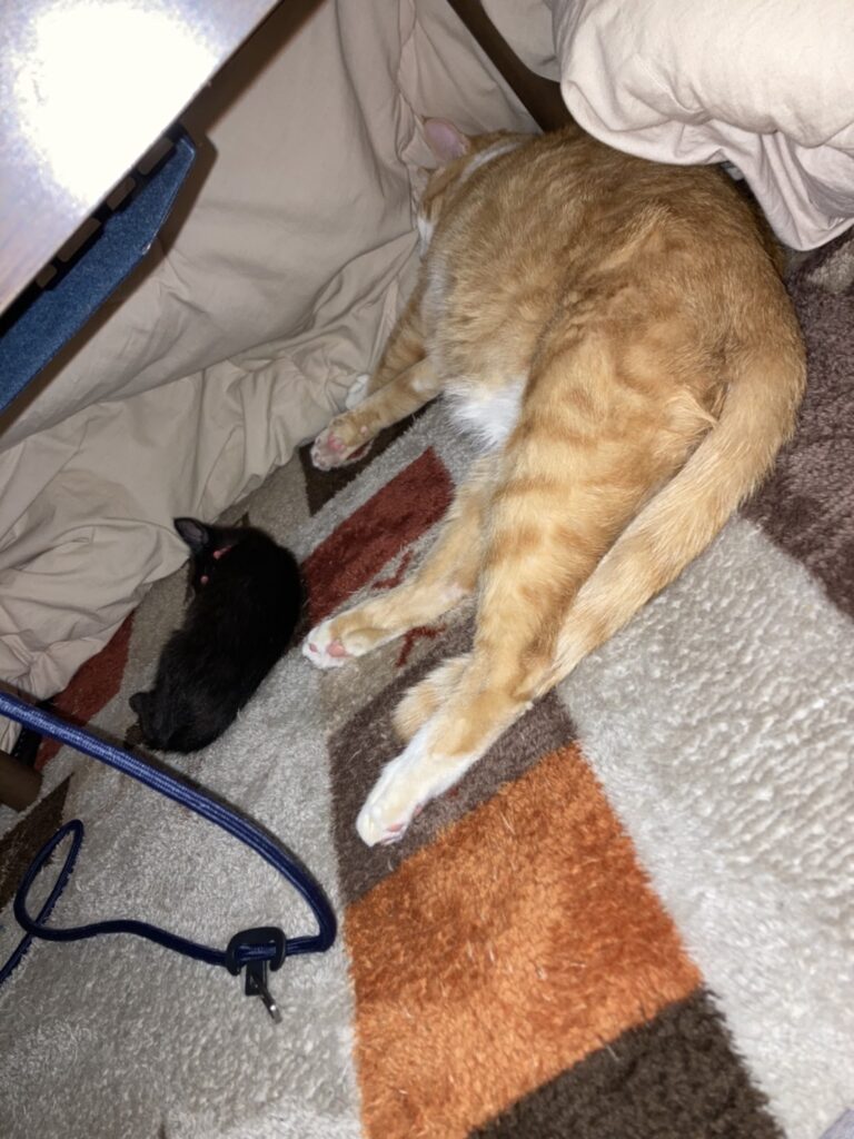 コタツで寝る二匹の猫