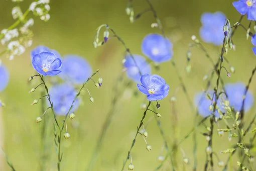 青い花の画像