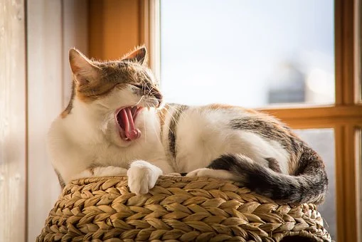 あくびする猫の画像